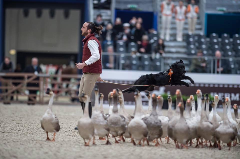 Manuel Thomas mène un troupeau d'oies avec un chien en pleine action, spectacle en arène