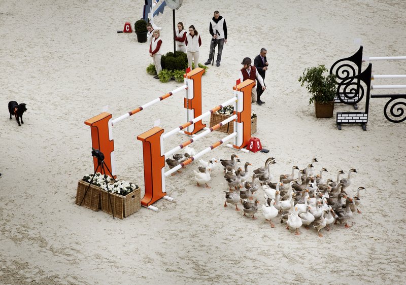 Saut Hermès 2016, numéro avec chiens au Grand Palais