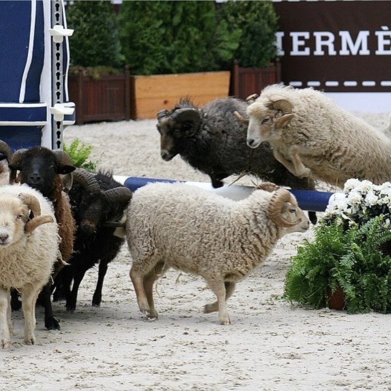 Saut Hermès 2018, numéro avec chiens au Grand Palais