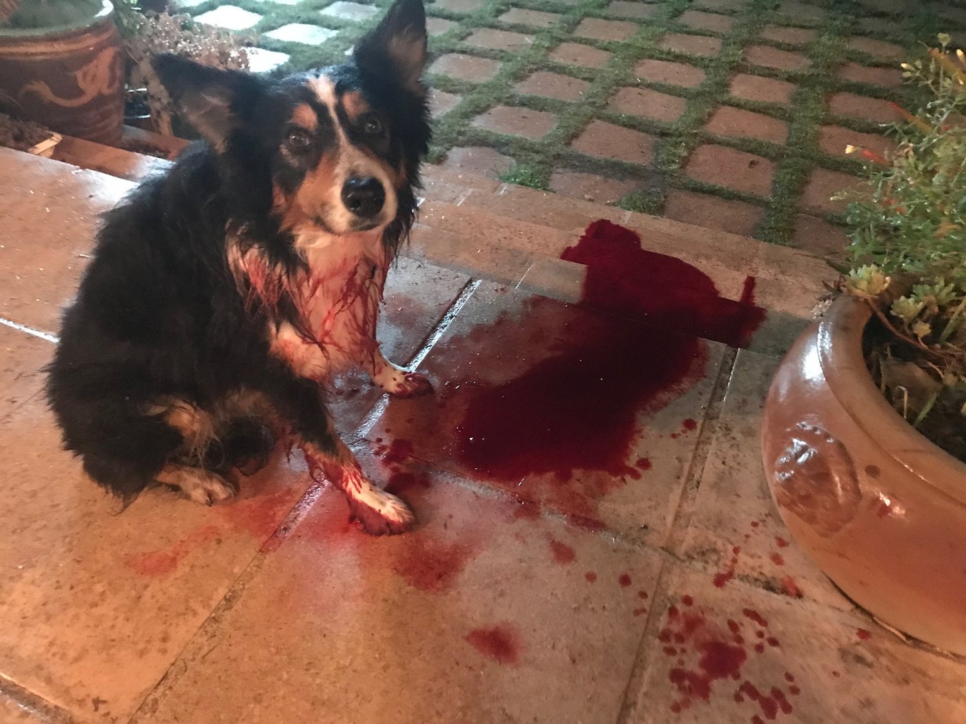 Félix, chien acteur, immobile près du faux sang sur un tournage