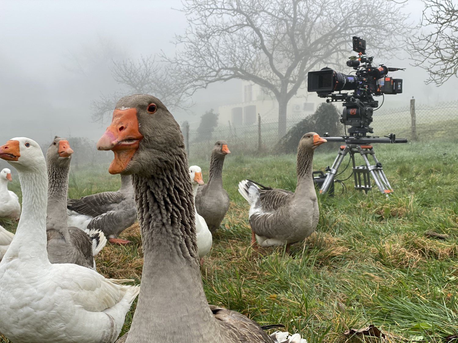 Coulisses du Dernier Duel, oies devant une caméra dans la brume