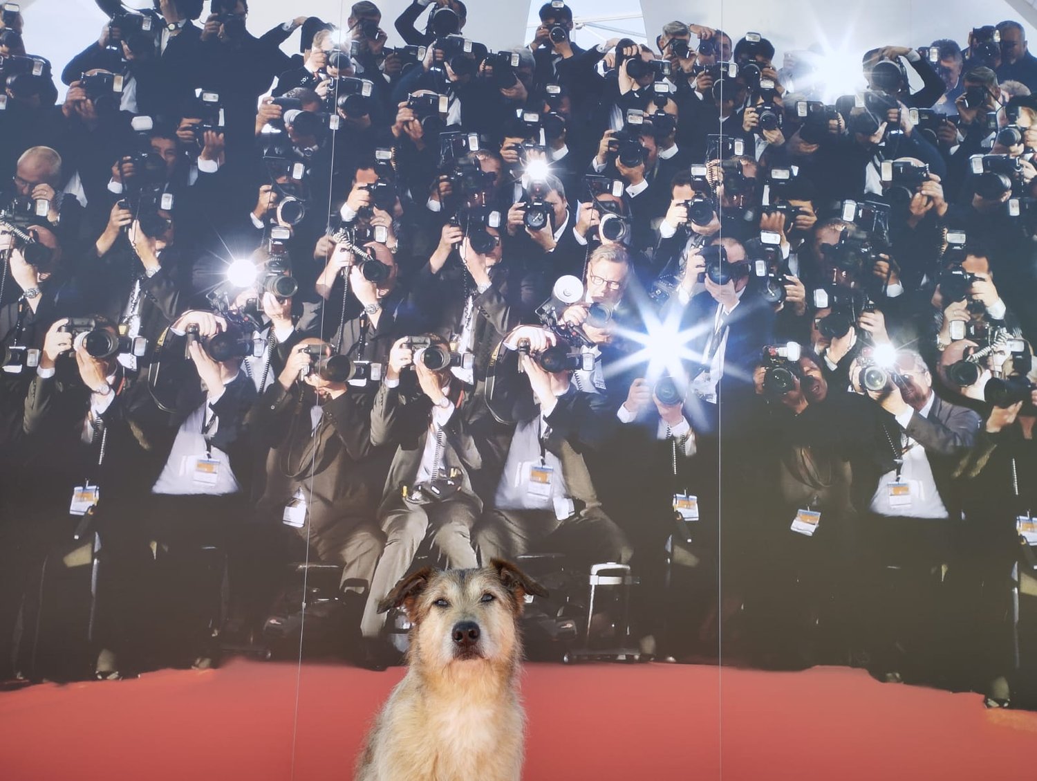 Kodi sur le tapis rouge de Cannes devant les photographes