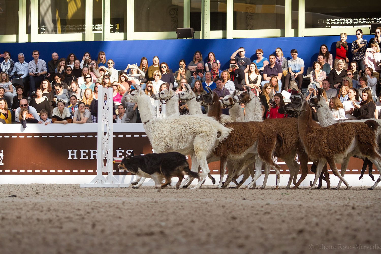 Chien de troupeau menant un groupe de lamas devant le public, spectacle au Grand Palais