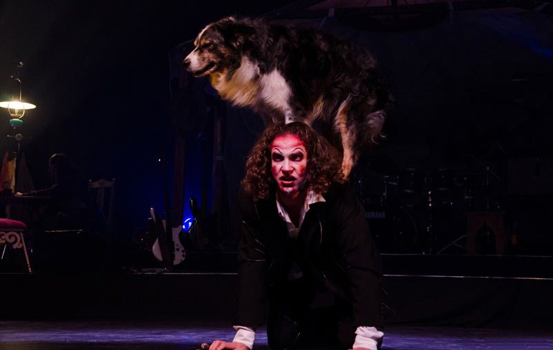 coordinateur animalier événementiel, chien en représentation sur scène