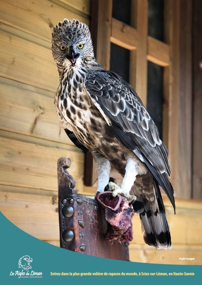 Parc animalier Les Aigles du Léman, Sciez-sur-Léman