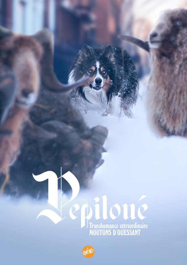 Pépiloué et les moutons d'Ouessant